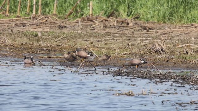 Long-billed Dowitcher - ML328193451