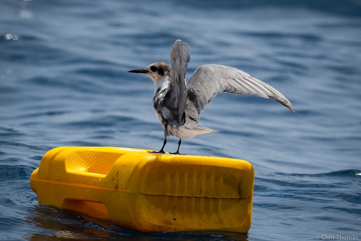 Хилэн хараалай - ML328193641