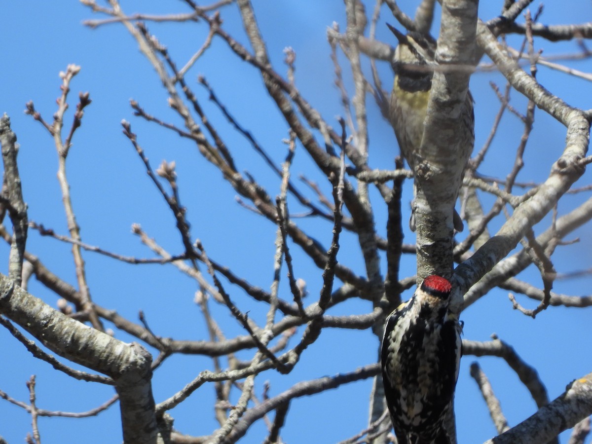 Yellow-bellied Sapsucker - ML328194161