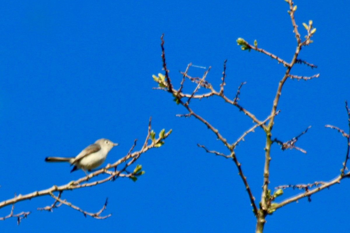 Blue-gray Gnatcatcher - ML328194321