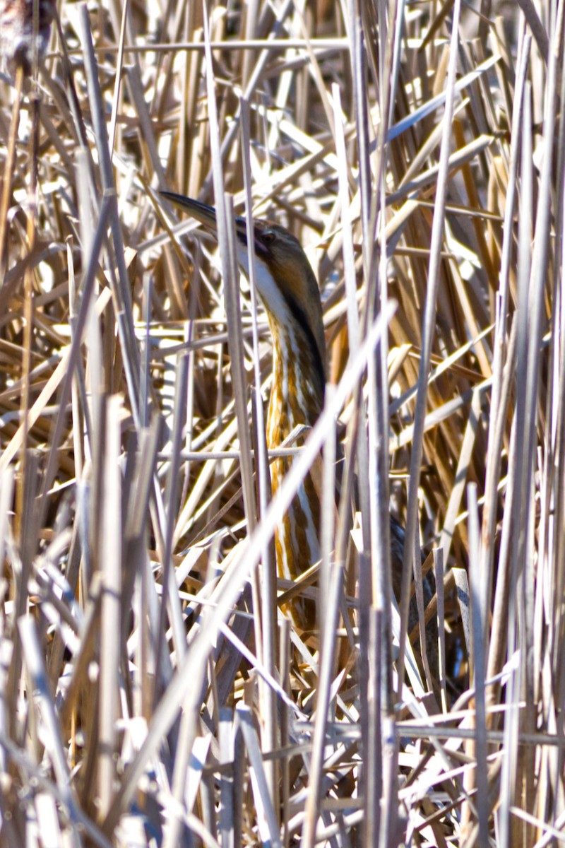 American Bittern - ML328194571