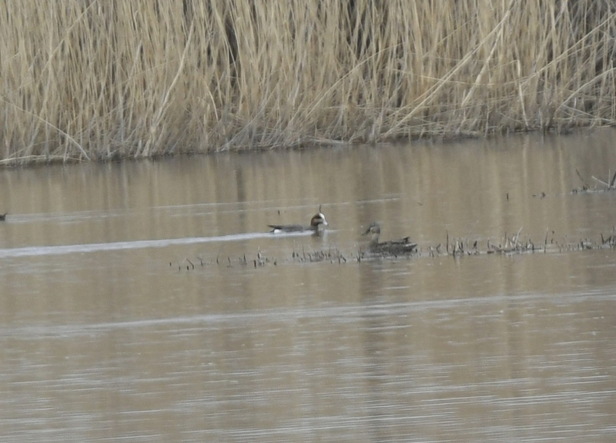 Eurasian x American Wigeon (hybrid) - ML328194631