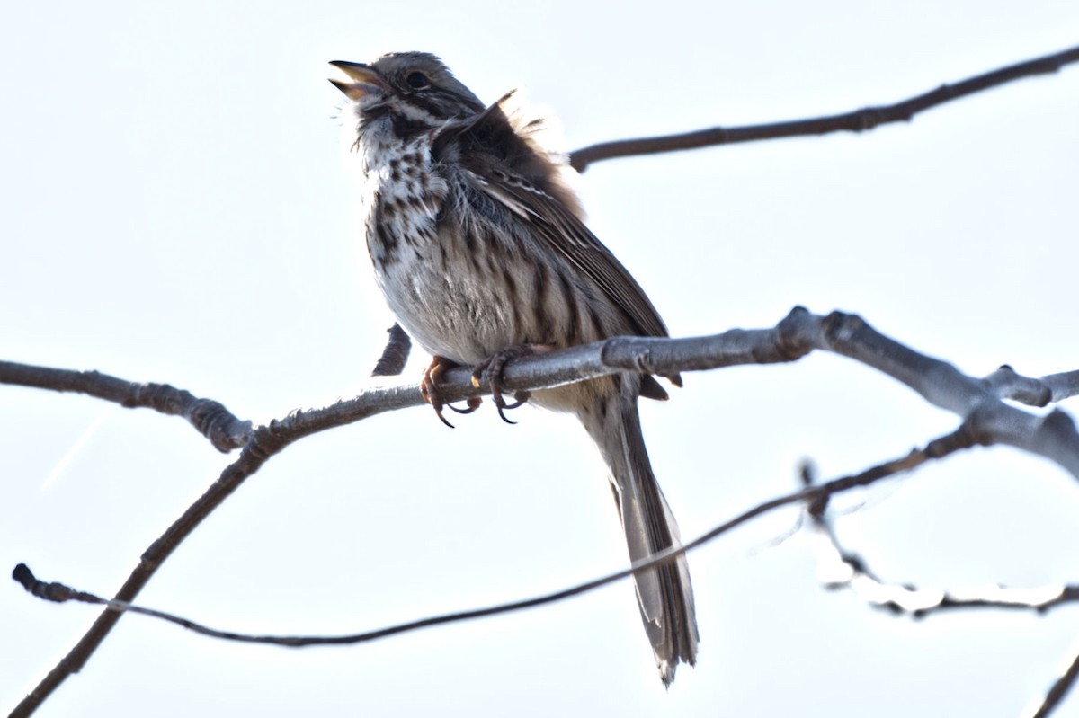 Song Sparrow (melodia/atlantica) - ML328194771