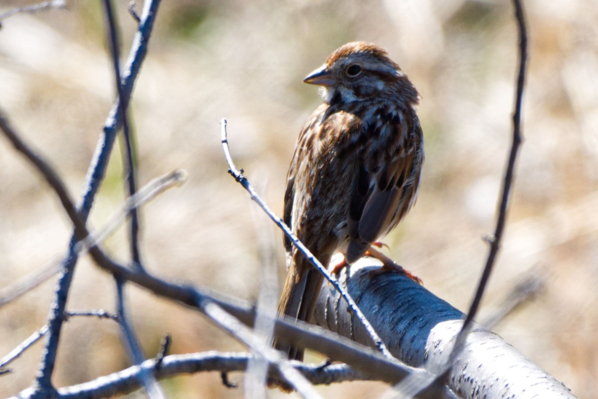 Song Sparrow (melodia/atlantica) - ML328194781