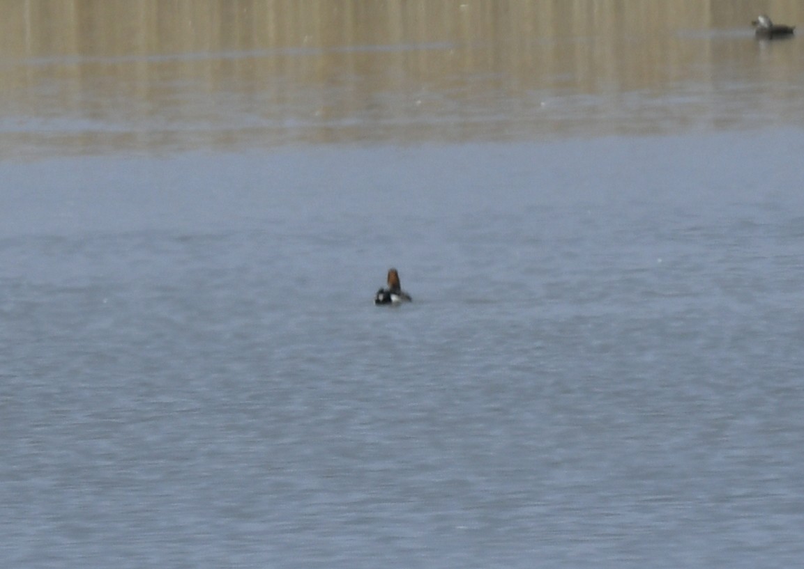 Eurasian x American Wigeon (hybrid) - ML328194971