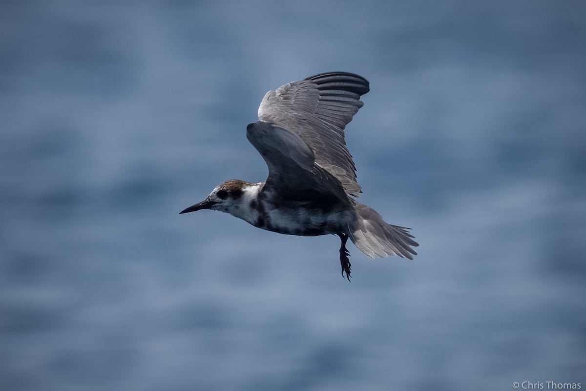 Хилэн хараалай - ML328195281