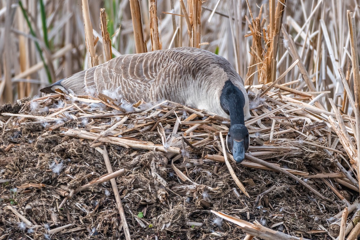 Canada Goose - Matt Saunders