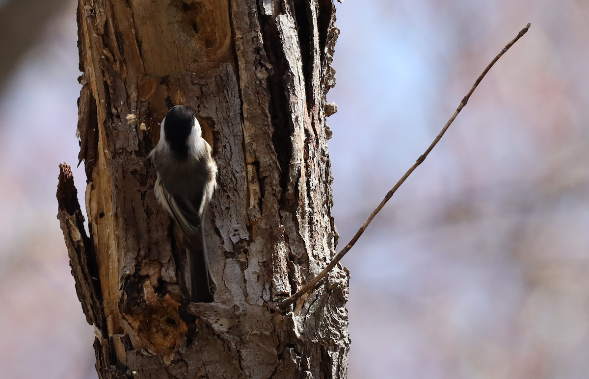 Black-capped Chickadee - Kelsey Harris