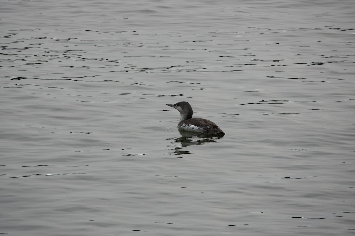 Red-throated Loon - ML328198081