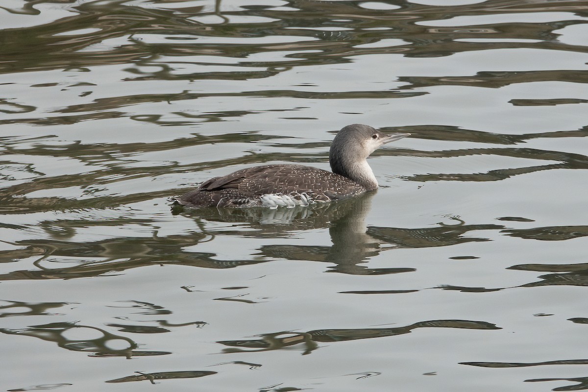 Red-throated Loon - ML328198201