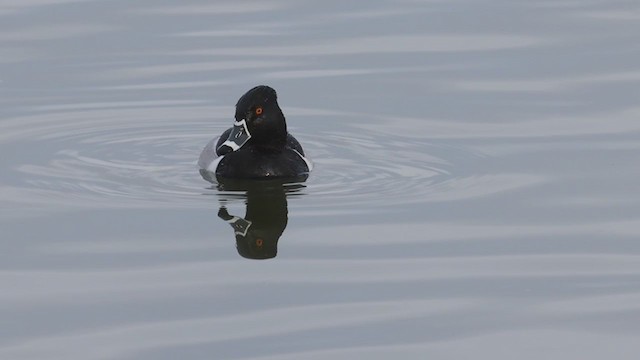 Ring-necked Duck - ML328198581