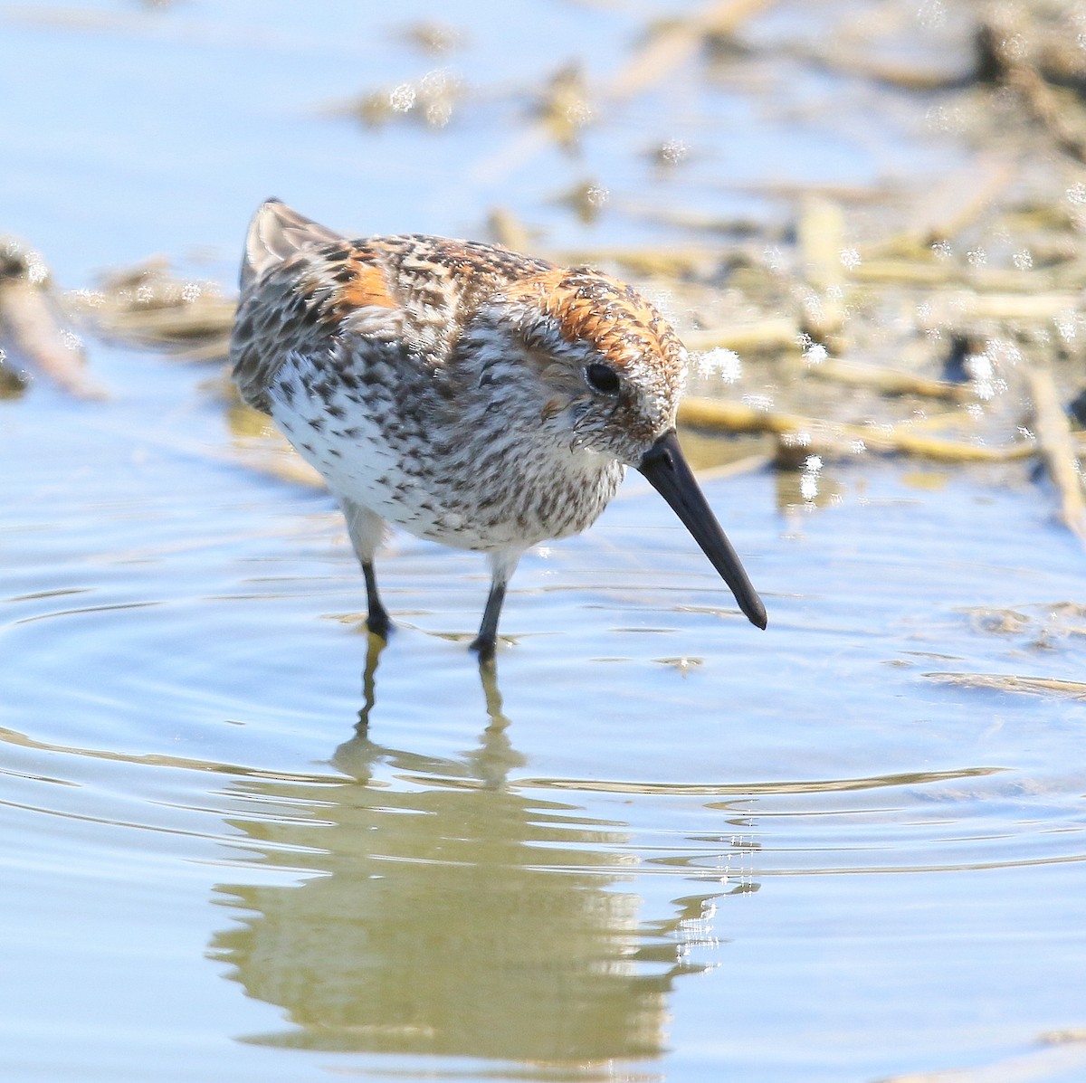 Western Sandpiper - ML328199041