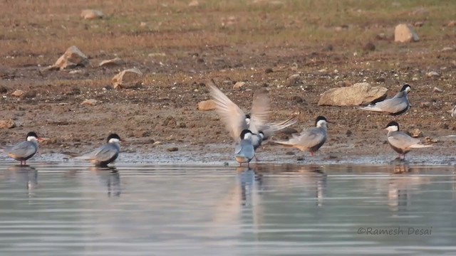 黑腹燕鷗 - ML328201261