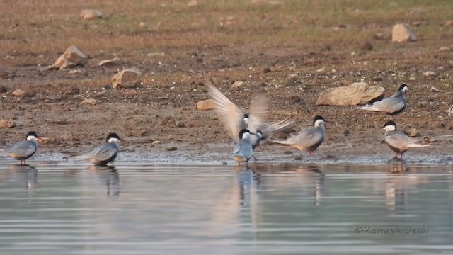 Whiskered Tern - ML328201261