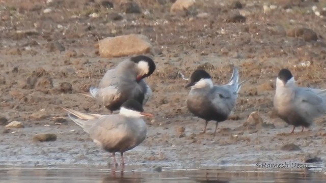 黑腹燕鷗 - ML328204761