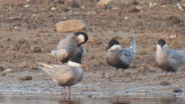 Whiskered Tern - ML328204761