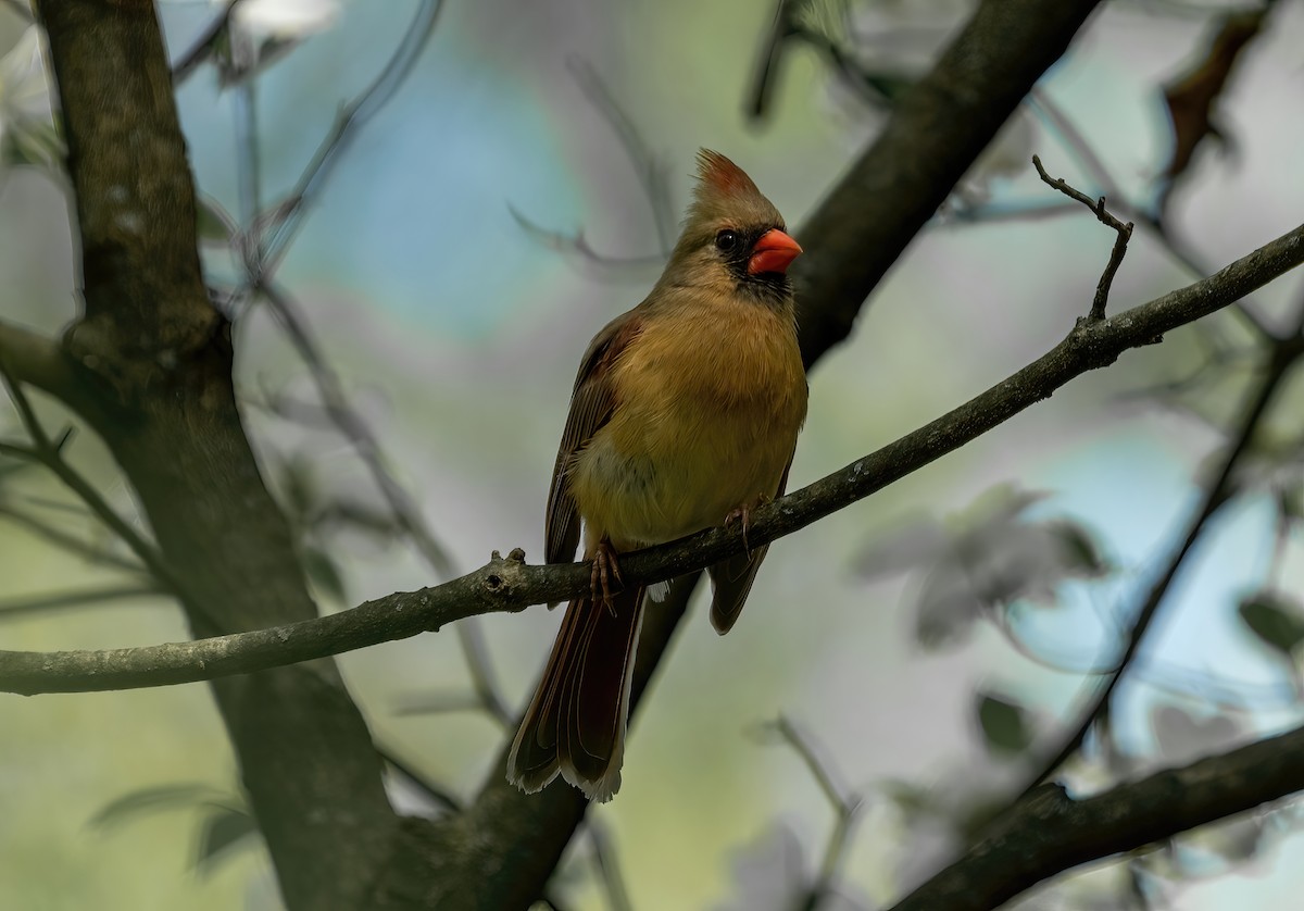 Cardinal rouge - ML328206421