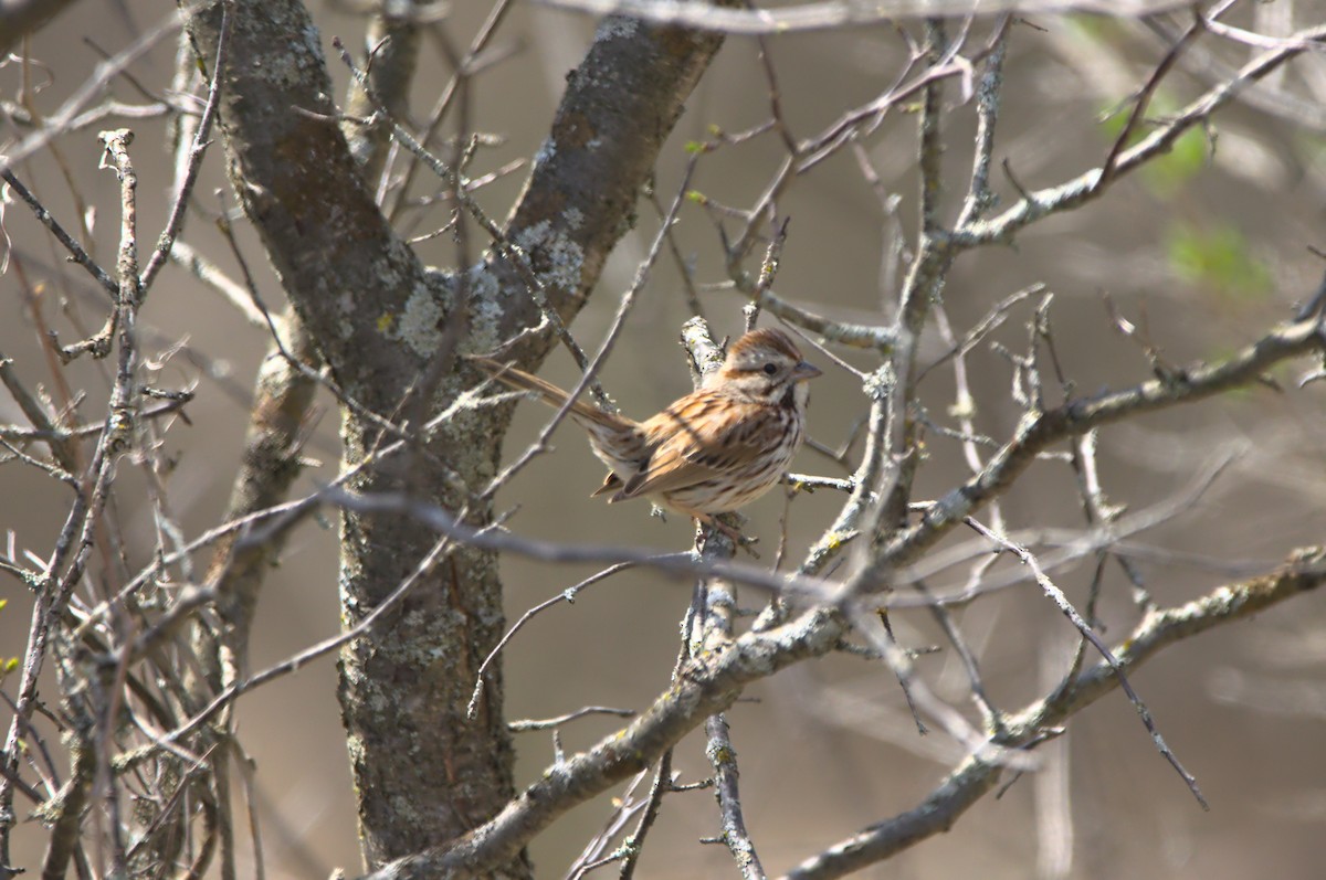 Song Sparrow - ML328206501