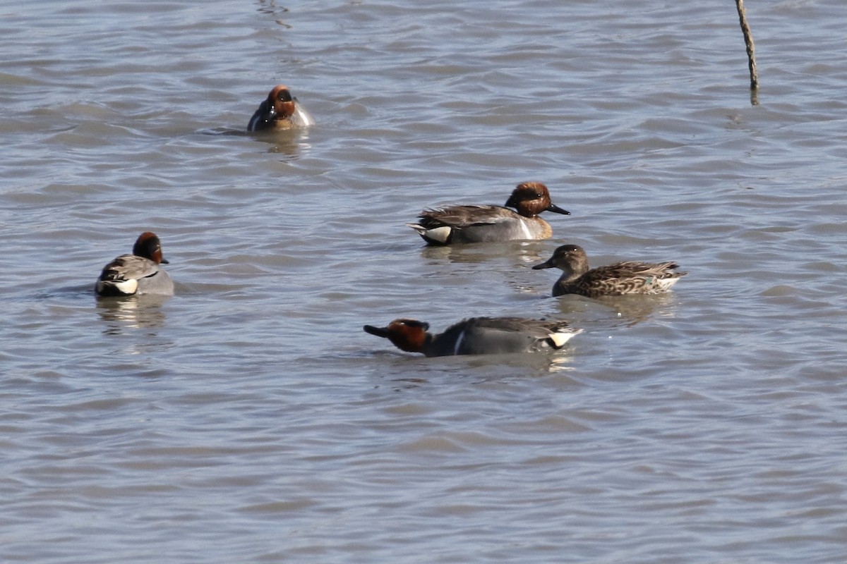 Green-winged Teal - ML328206941