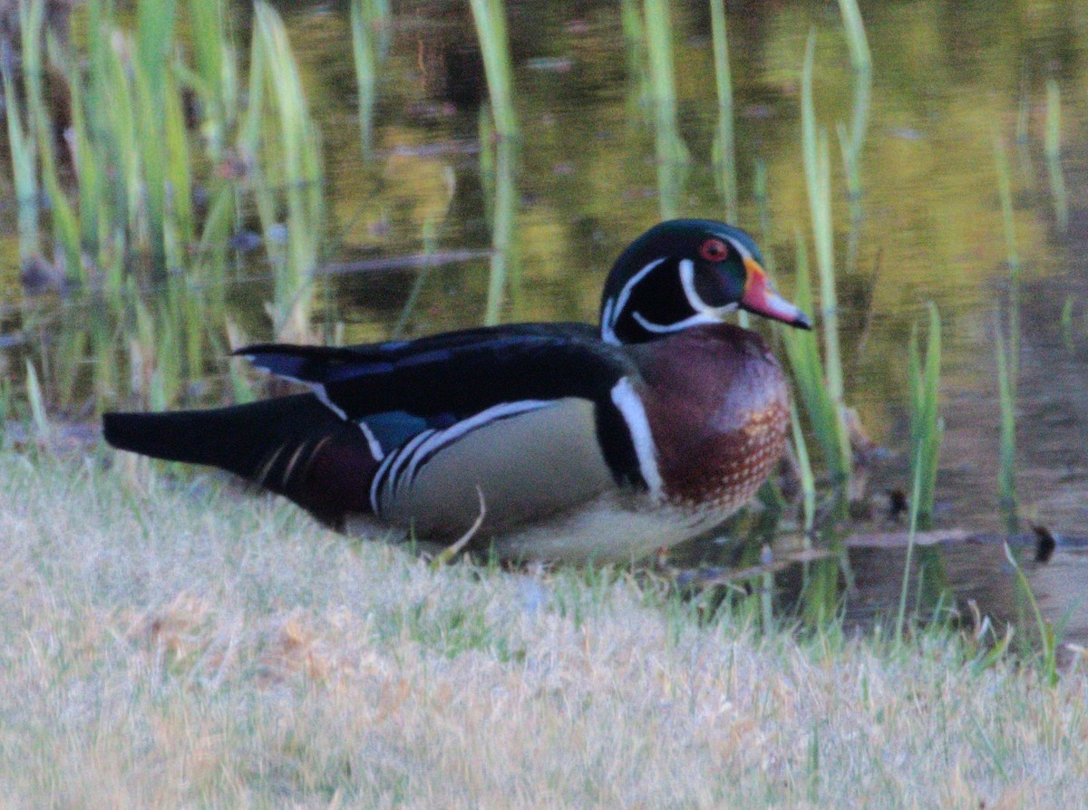 Wood Duck - Dean Rupp