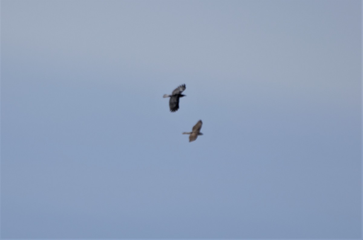 American Crow - ML328209171