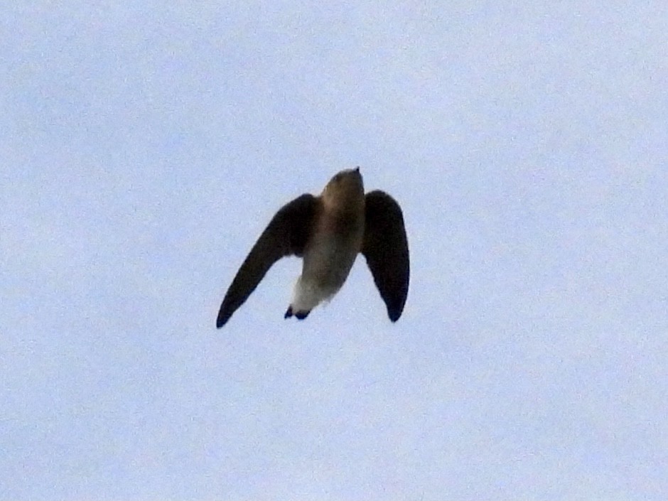 Northern Rough-winged Swallow - ML328209411