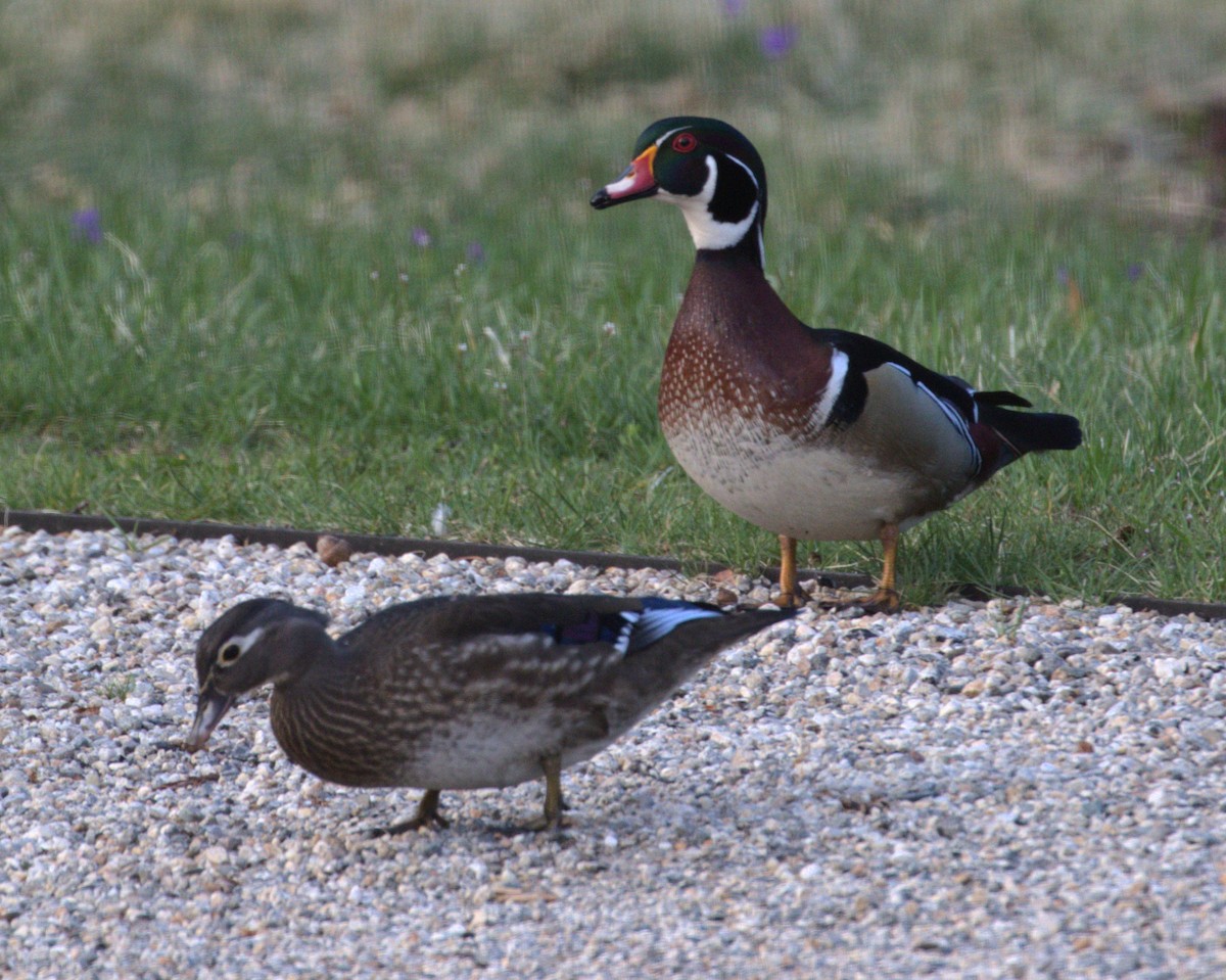 Wood Duck - Dean Rupp