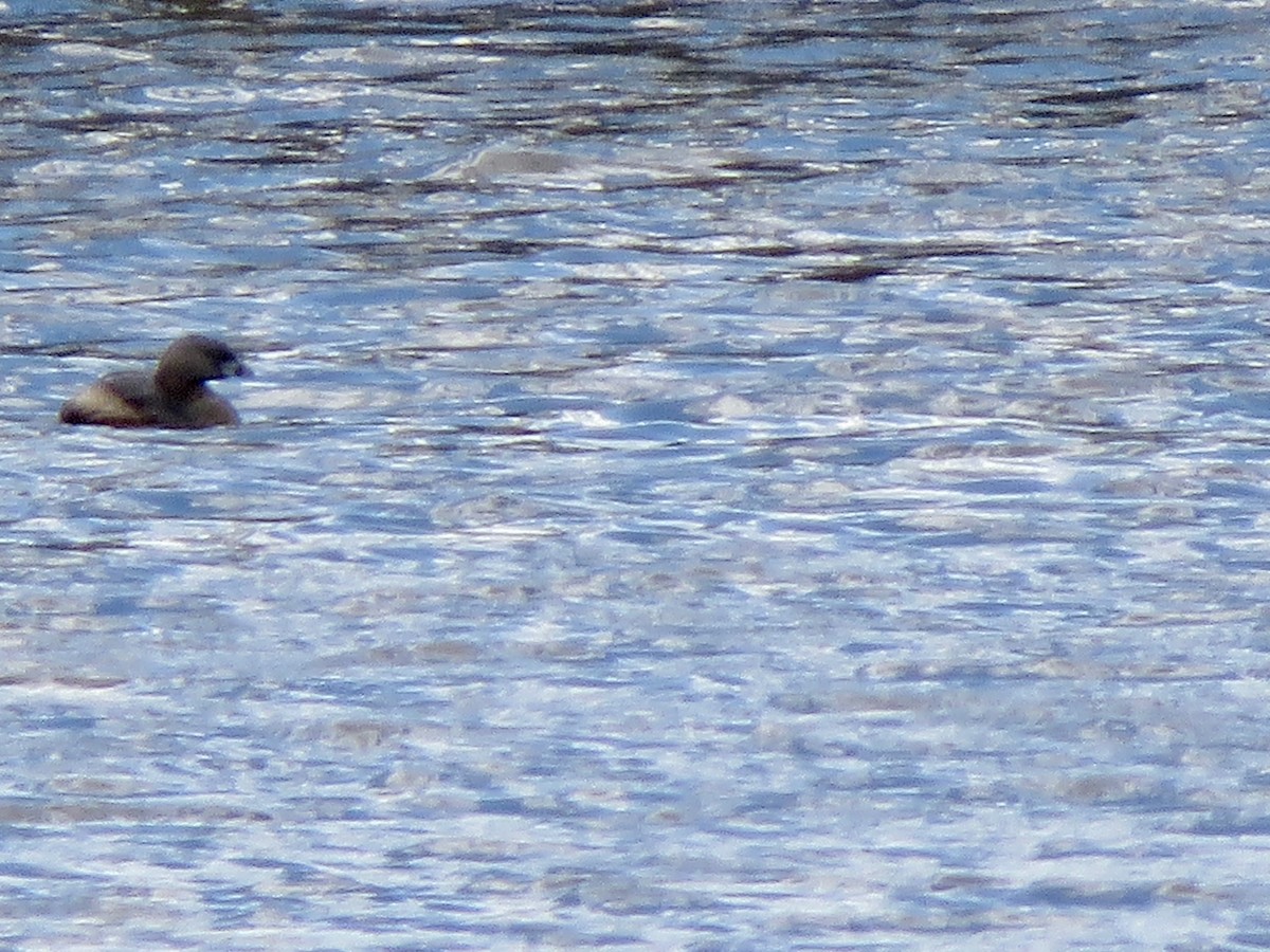 Pied-billed Grebe - ML328210771