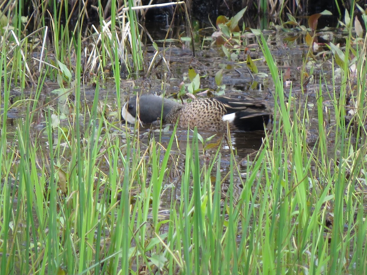 Blue-winged Teal - ML328211241
