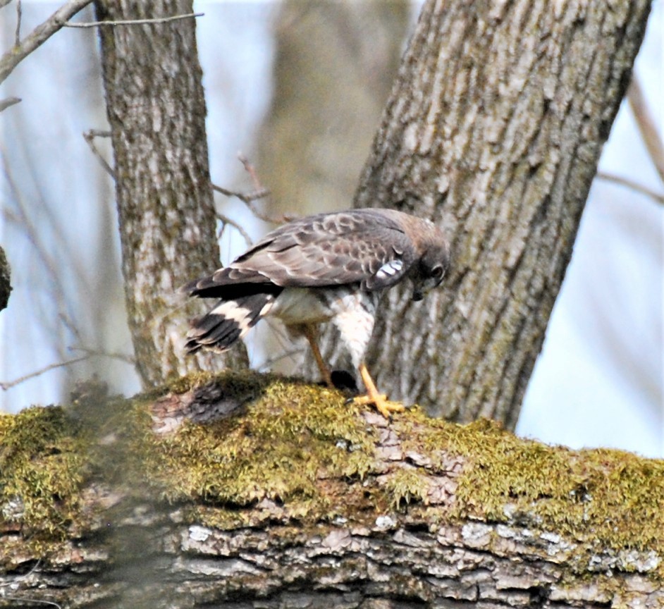 Broad-winged Hawk - ML328212561