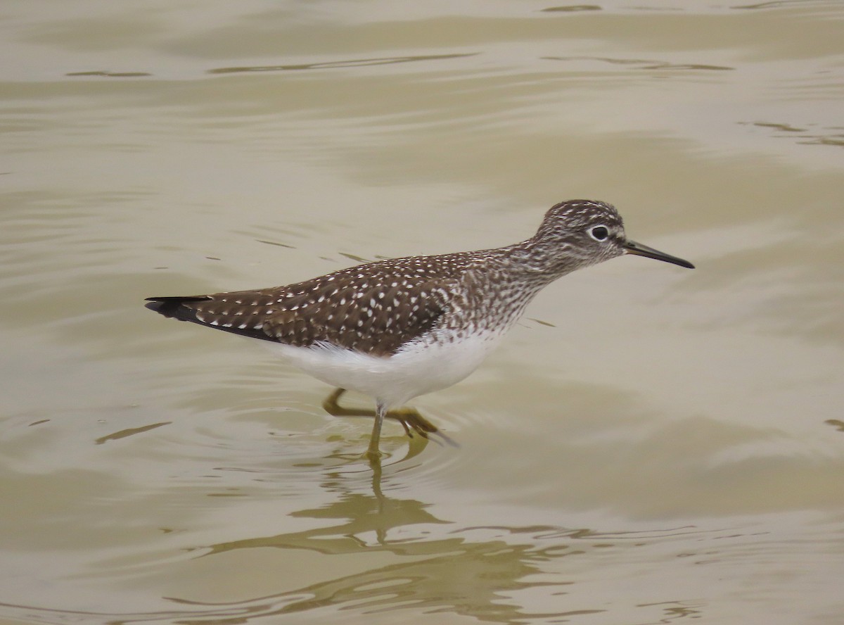 Solitary Sandpiper - ML328213251