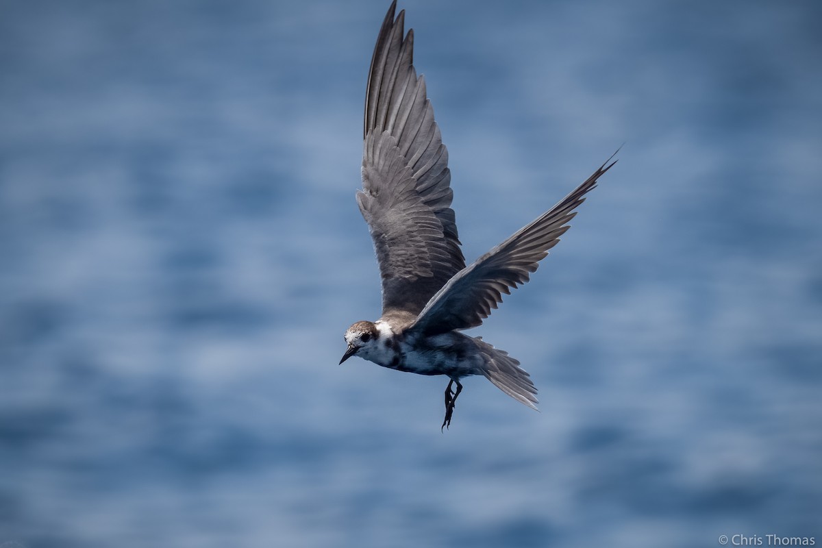 Хилэн хараалай - ML328213541