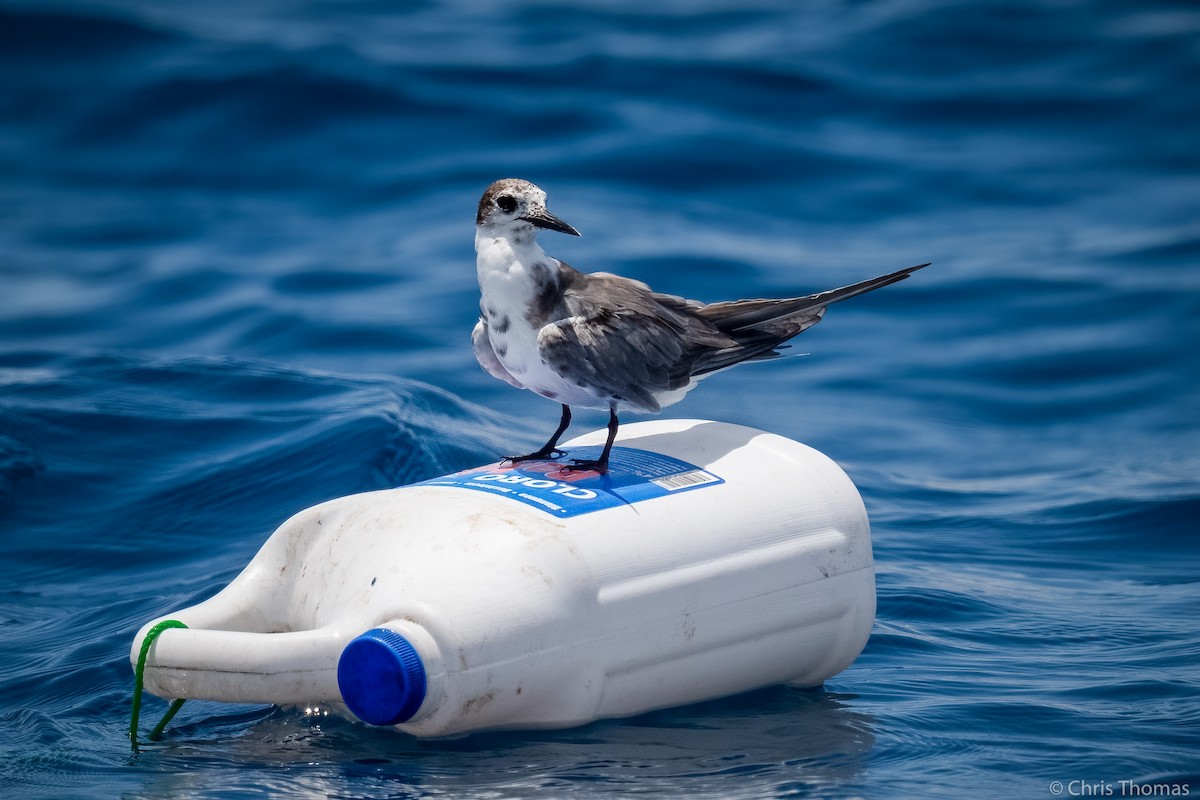 Хилэн хараалай - ML328213571