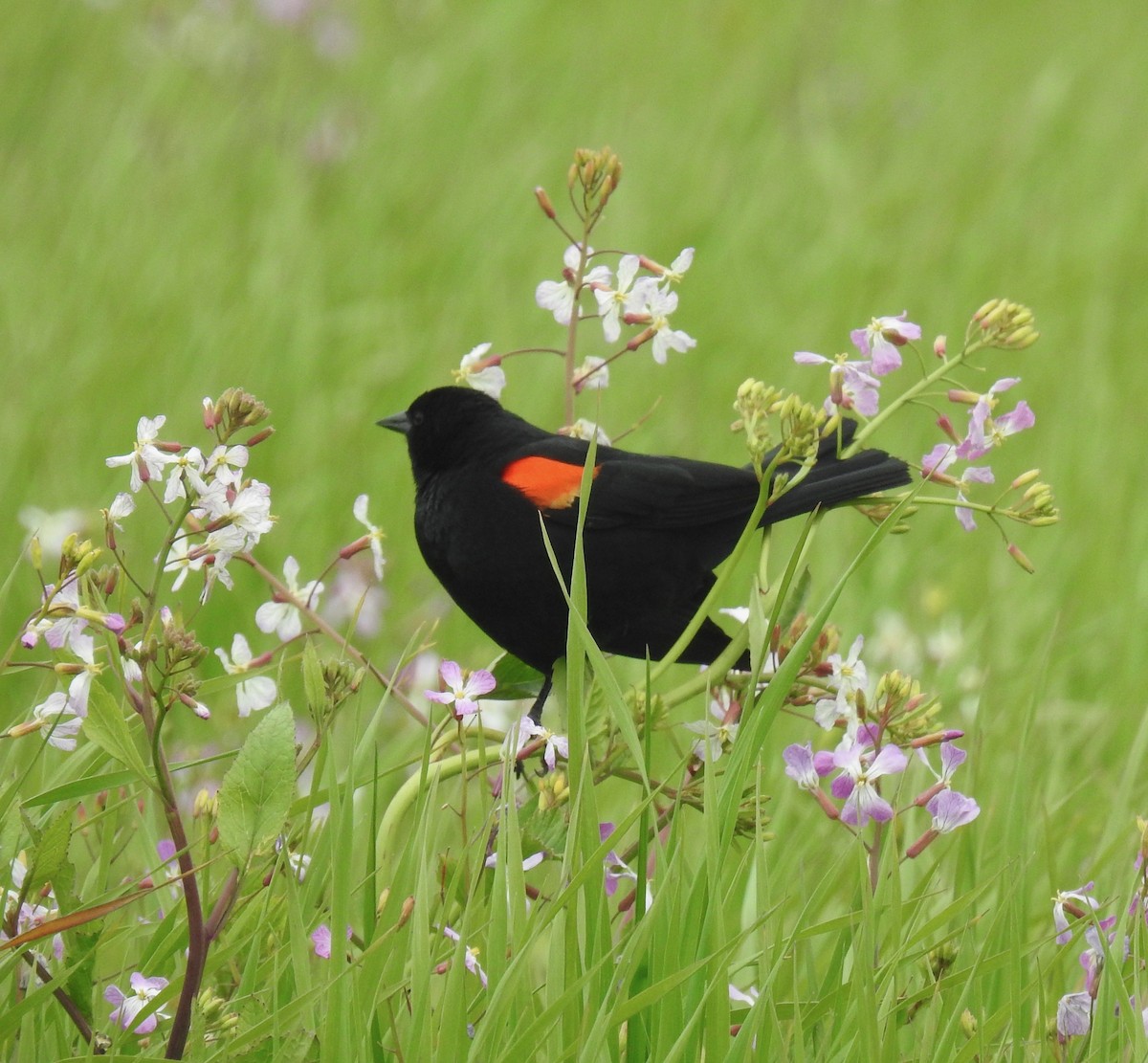 Red-winged Blackbird (California Bicolored) - ML328214221