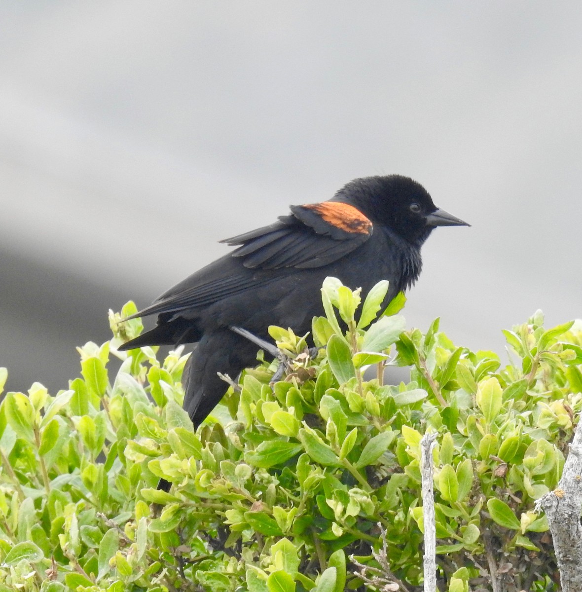 Red-winged Blackbird (California Bicolored) - ML328214241