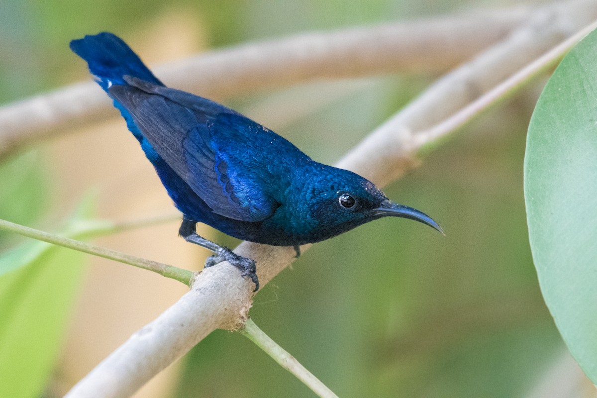 Purple Sunbird - Ian Hearn