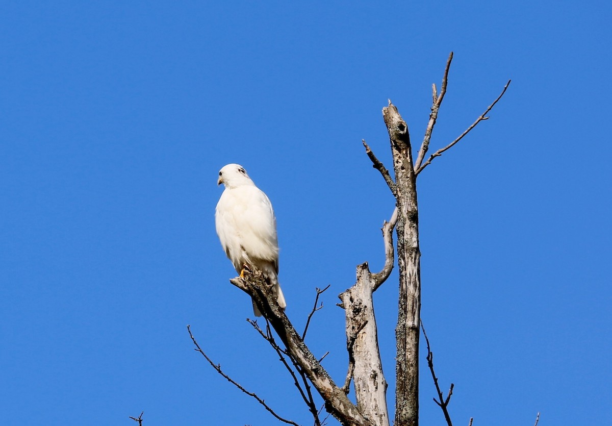 Red-tailed Hawk - ML328216001
