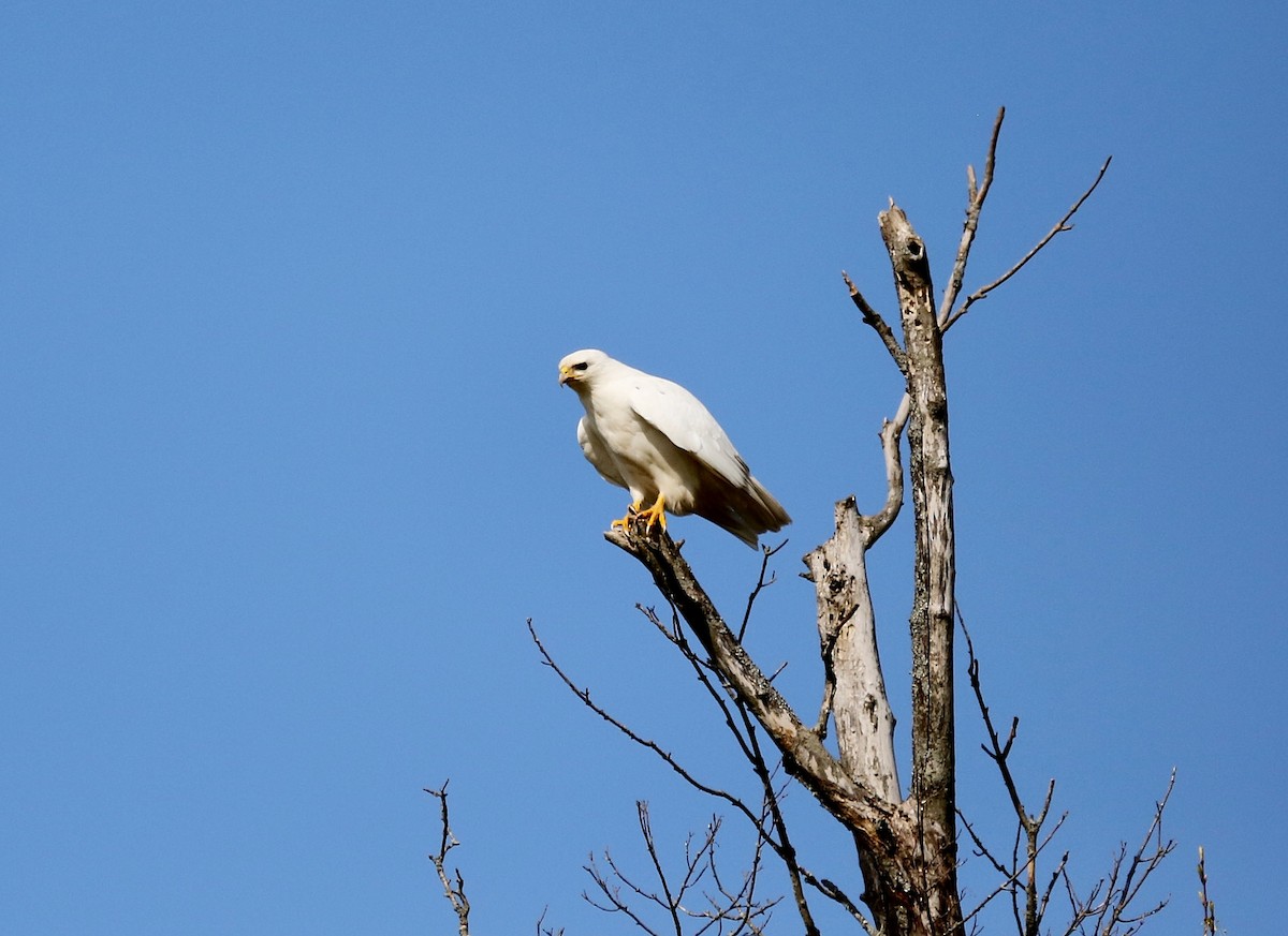 Red-tailed Hawk - ML328216011