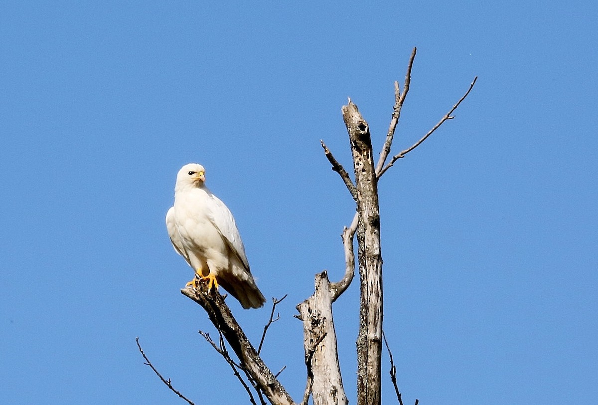 Red-tailed Hawk - ML328216021