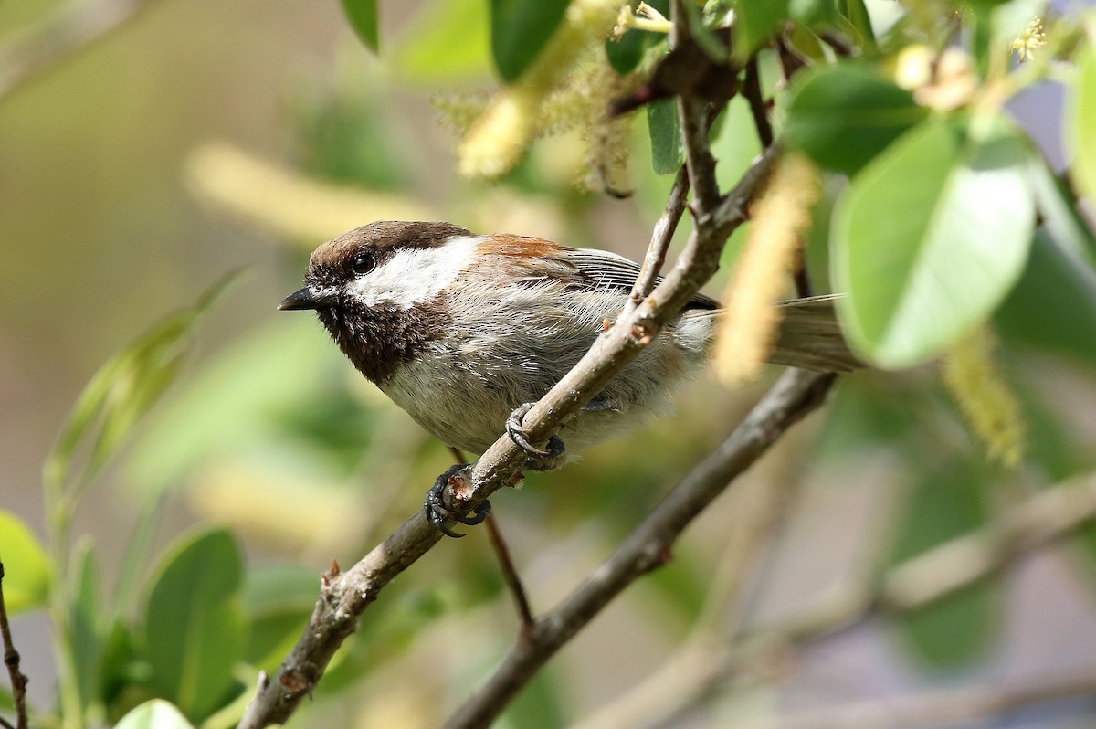 Chestnut-backed Chickadee - Steve Rottenborn