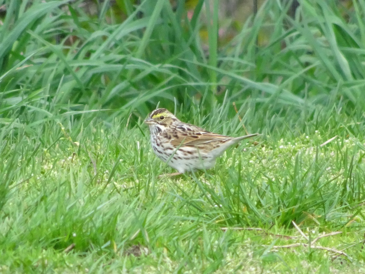 Savannah Sparrow - ML328218051