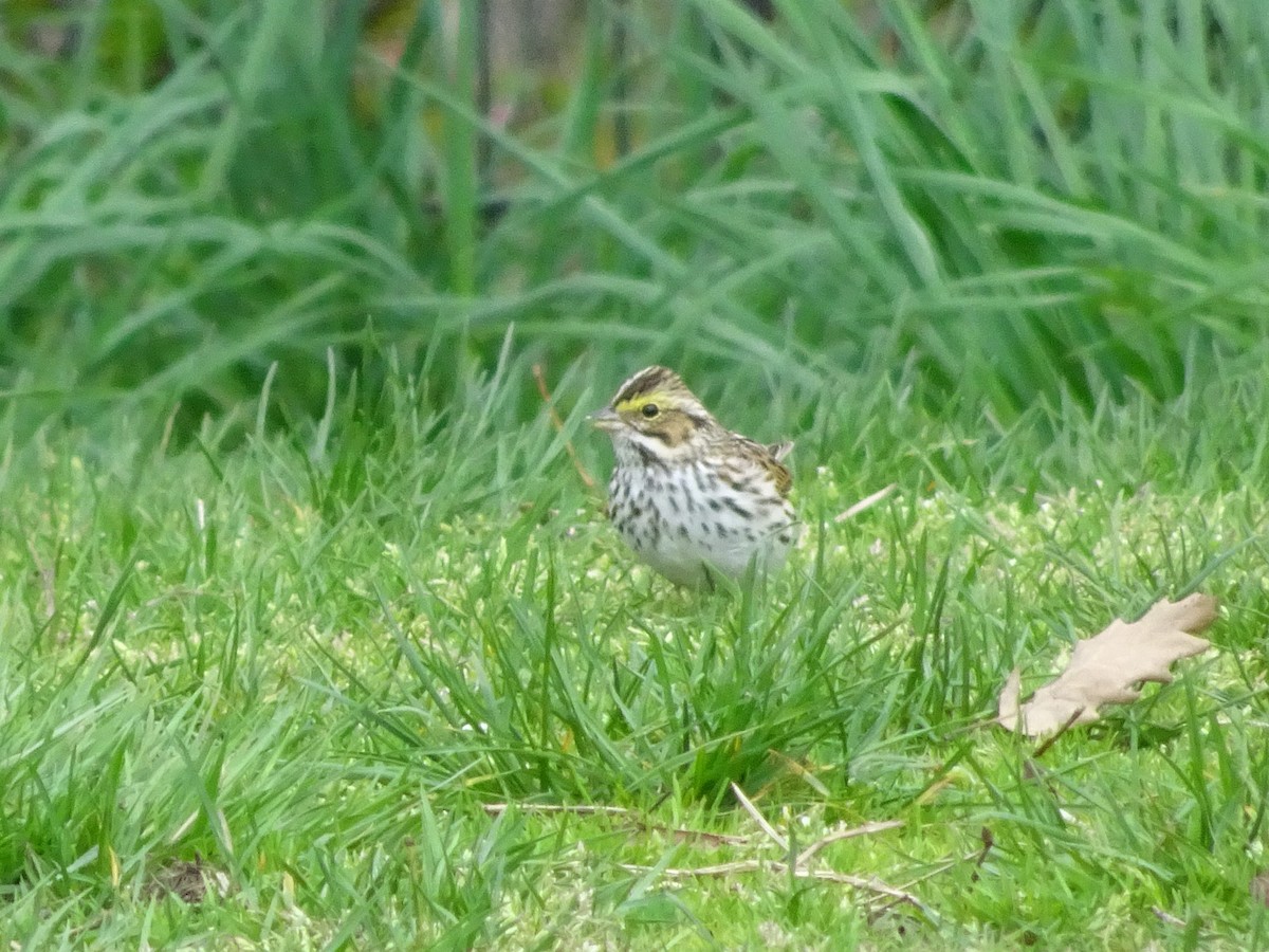 Savannah Sparrow - ML328218061