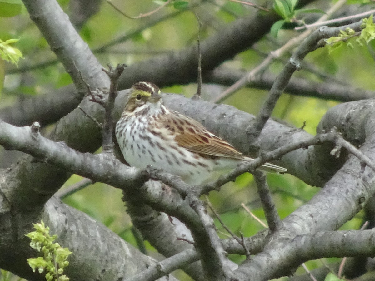 Savannah Sparrow - ML328218071