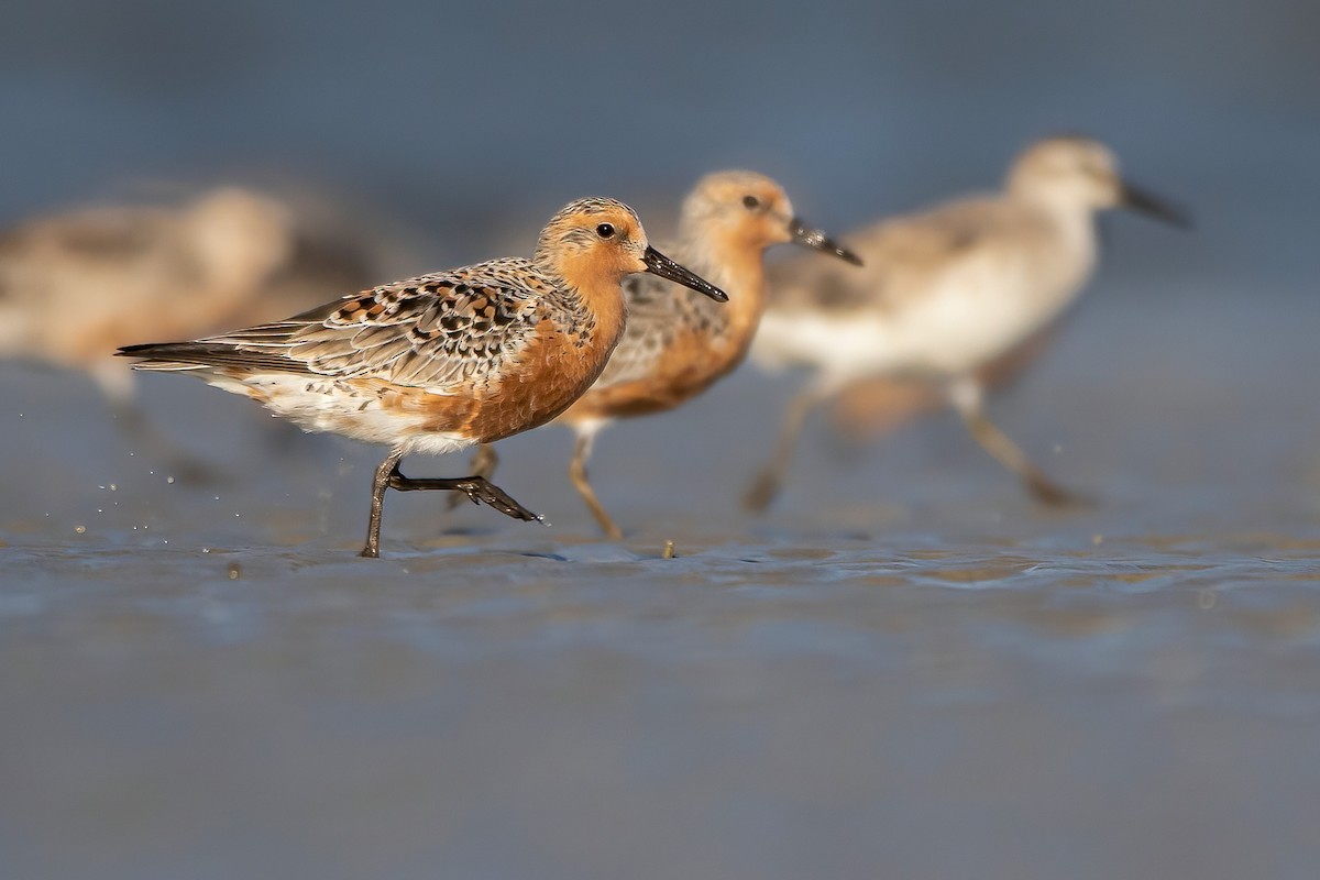 Red Knot - Matthew Plante