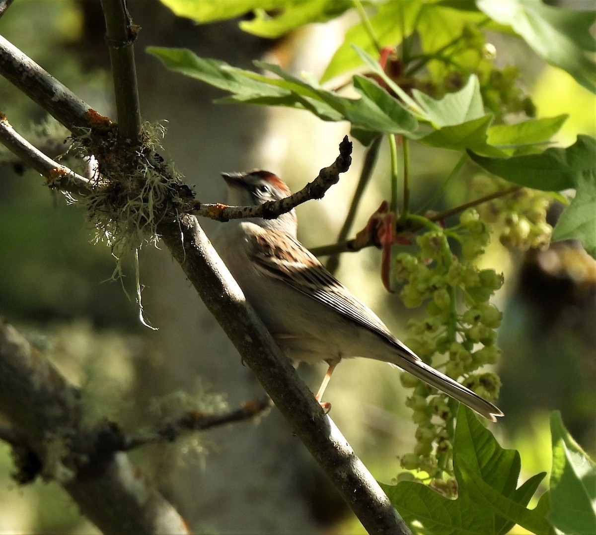 Chipping Sparrow - ML328221431