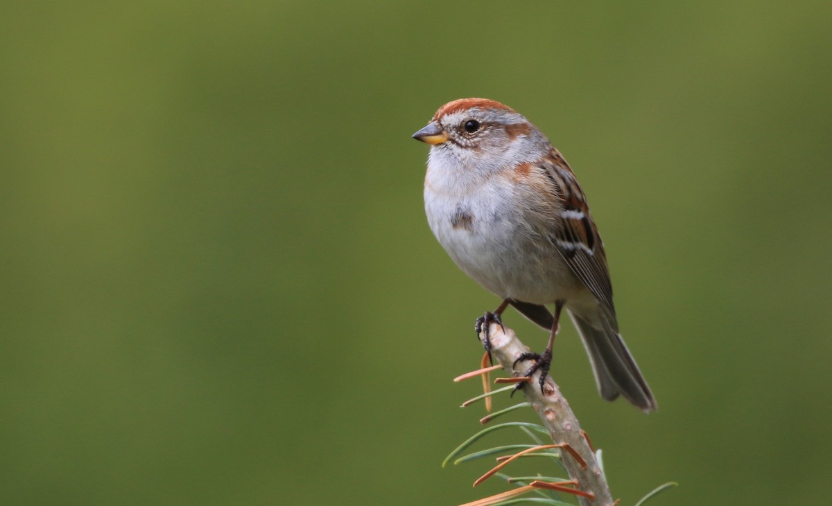 American Tree Sparrow - Diane St-Jacques