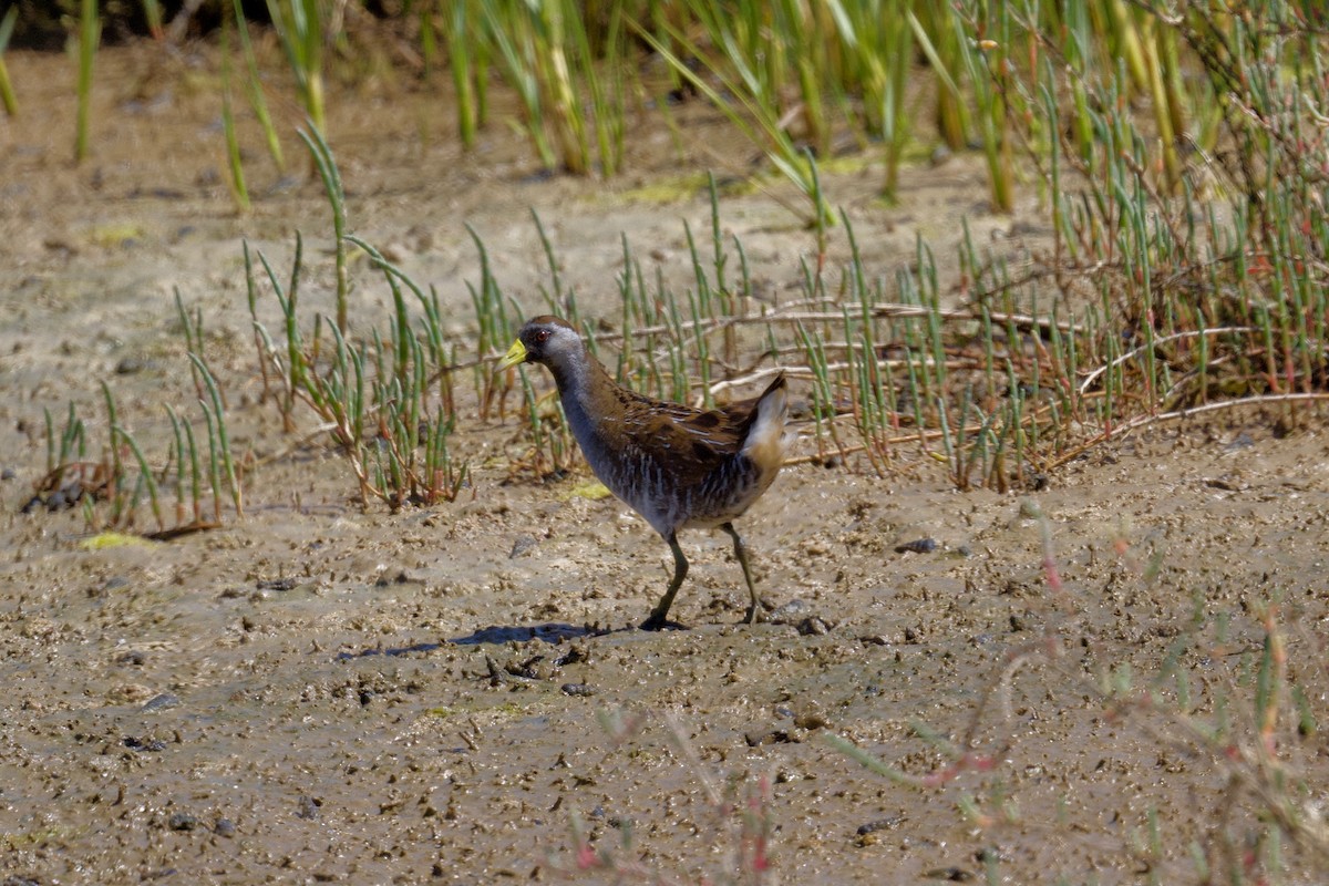 Polluela Sora - ML328224071