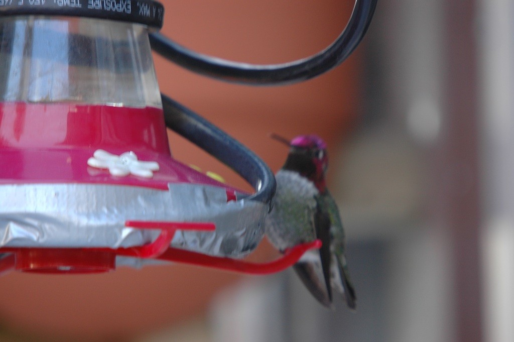 Anna's Hummingbird - ML328224181