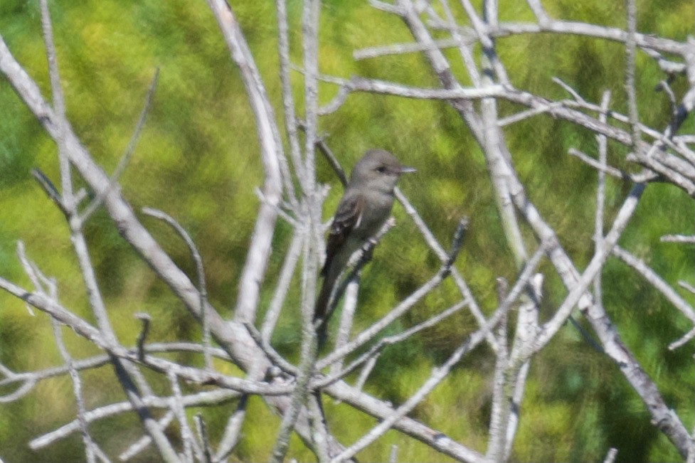 Western Wood-Pewee - John Dumlao