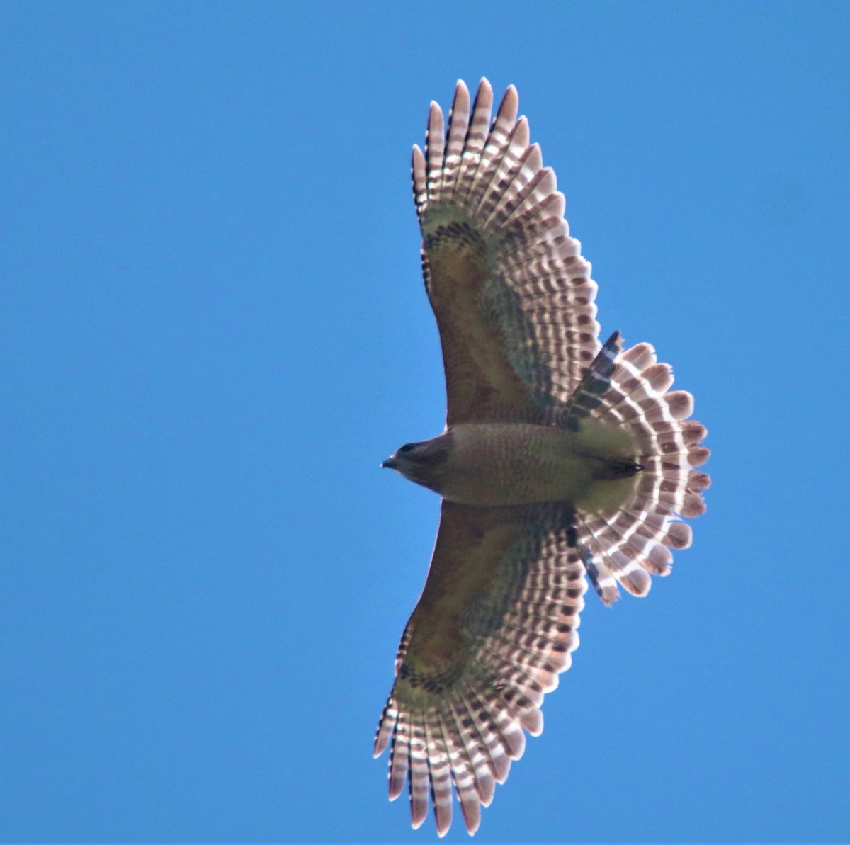 Broad-winged Hawk - ML328225711